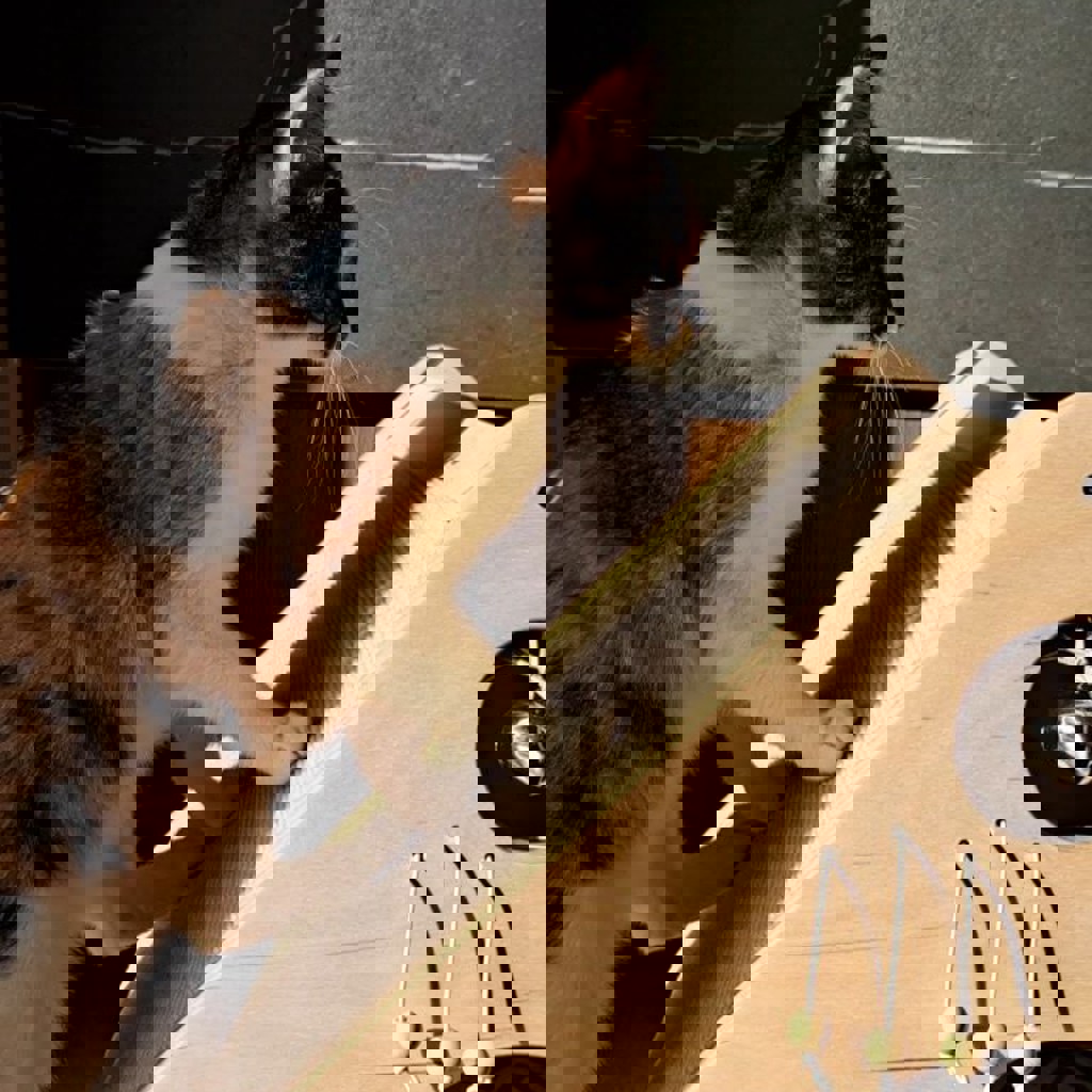 Домик для кота