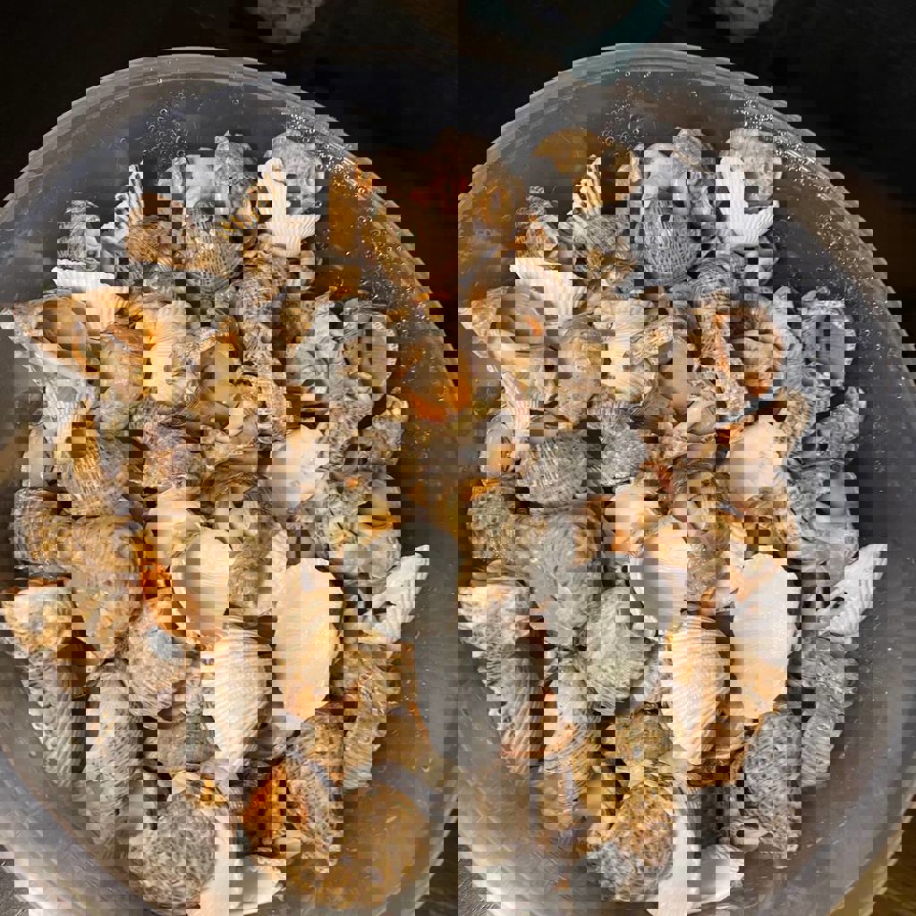 Натуральные декоративные ракушки