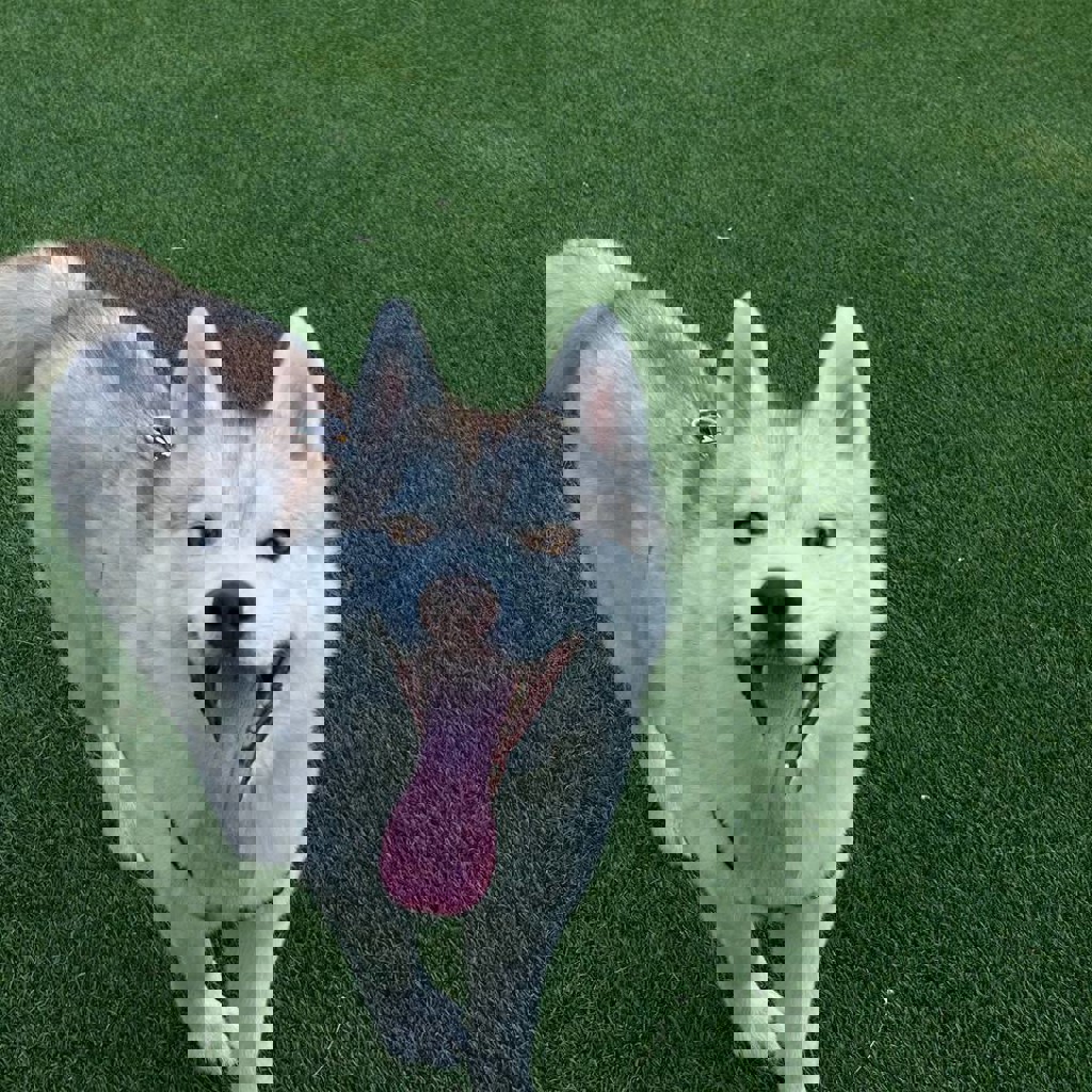 Хаски-лисенок