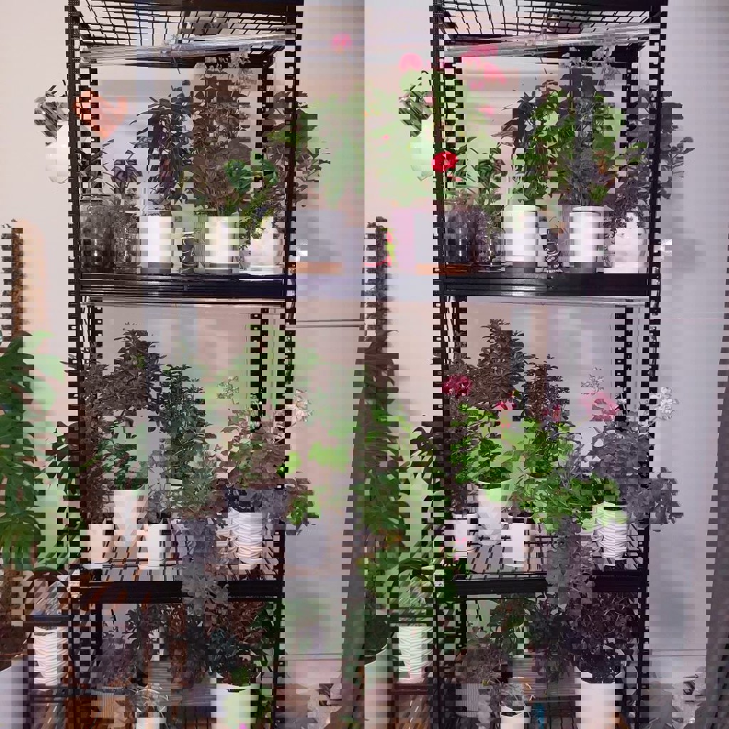 Увлажнитель