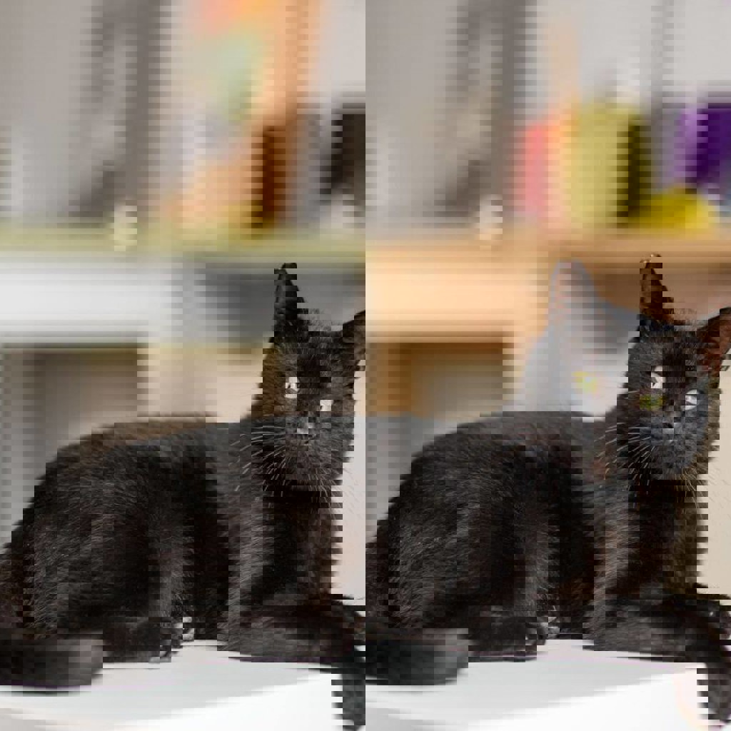 Кот-компаньон Салем