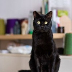 Кот-компаньон Салем - фото 2