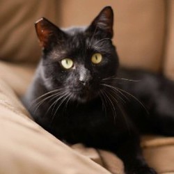 Кот-компаньон Салем - фото 3