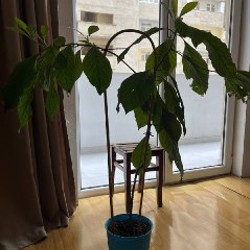 Авокадо - фото 2