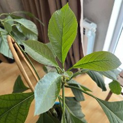 Авокадо - фото 3