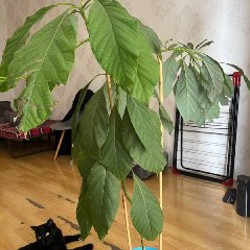 Авокадо - фото 5