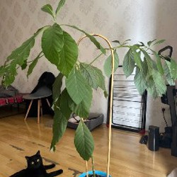 Авокадо - фото 6