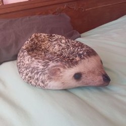 Блоптоп ёж - фото 2