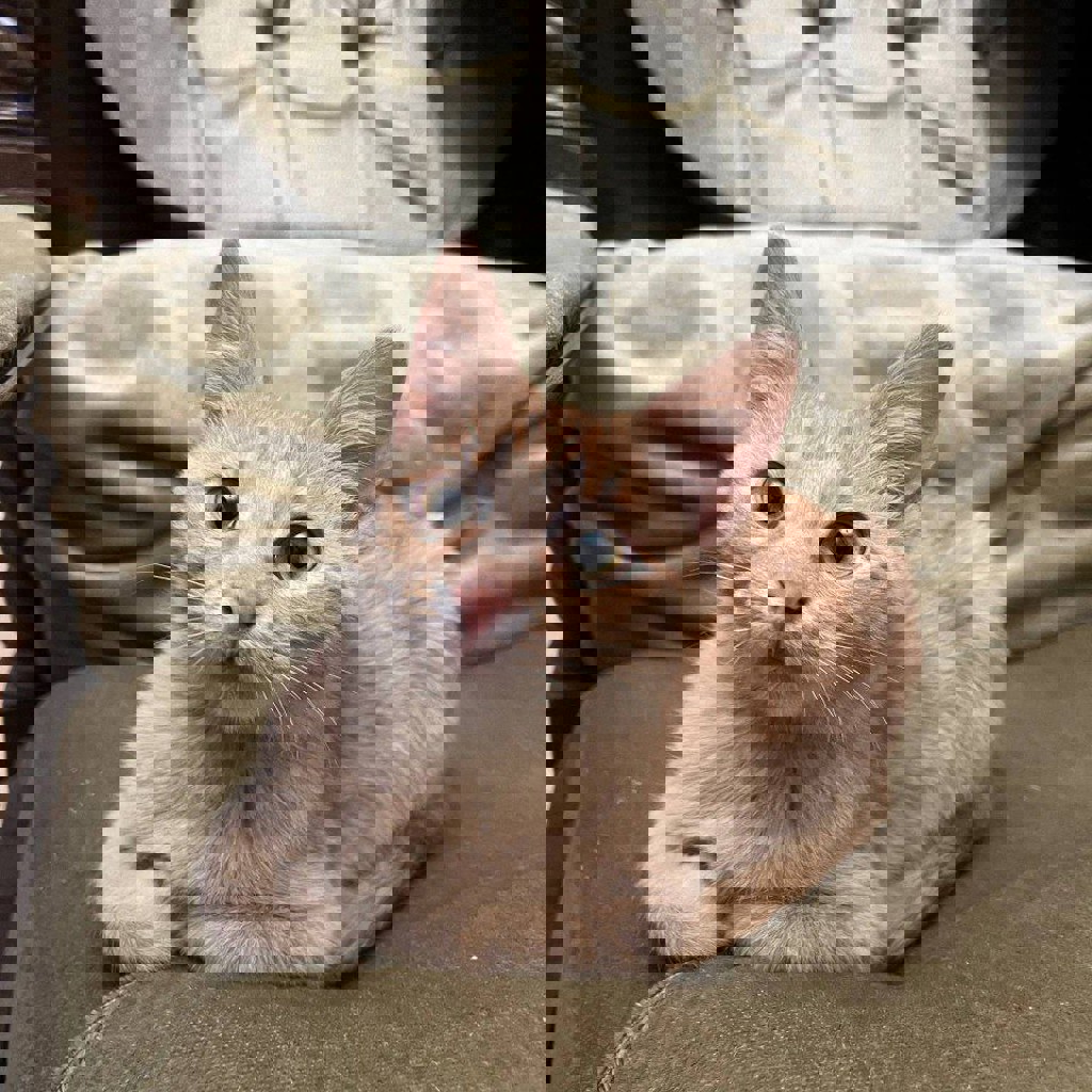 Брат (рыжий)