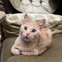 Брат (рыжий) - фото 1