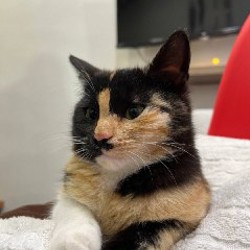 Брат (рыжий) - фото 2