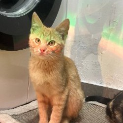 Брат (рыжий) - фото 4