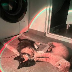 Брат (рыжий) - фото 6