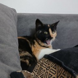 Брат (рыжий) - фото 8