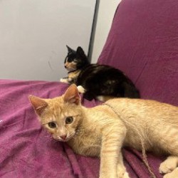 Брат (рыжий) - фото 9