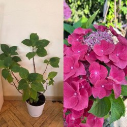 Pink - фото 2