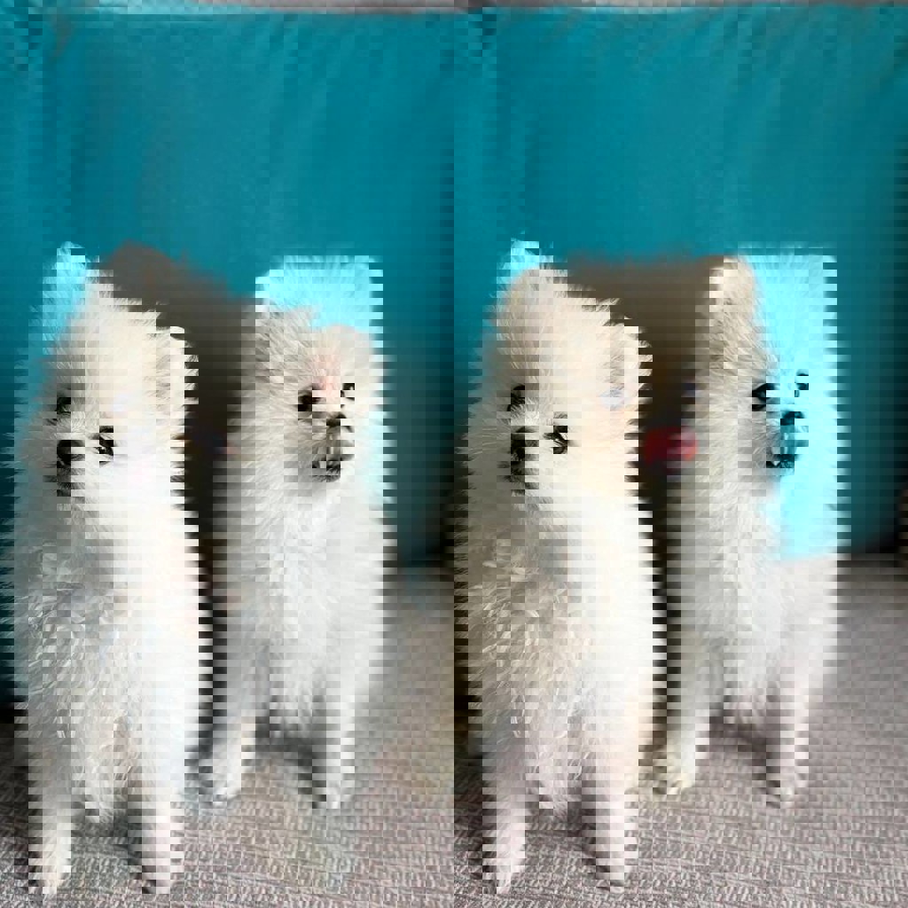 Щенки шпица