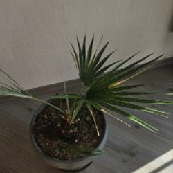 Ковёр - фото 3