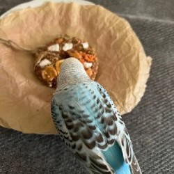 Ручное глиняное лакомство для попугаев - фото 2