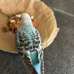 Ручное глиняное лакомство для попугаев - фото 3