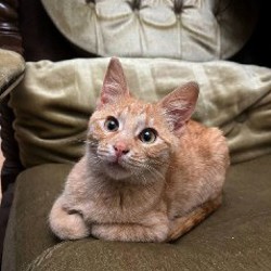 Котенок - фото 1