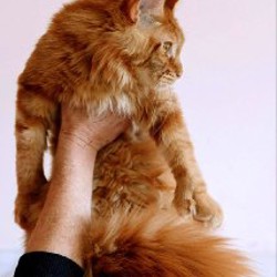 Котята Мейн-кун - фото 2