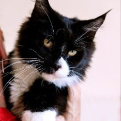 Котята Мейн-кун - фото 3