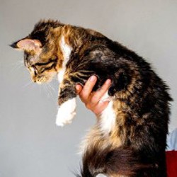 Котята Мейн-кун - фото 4