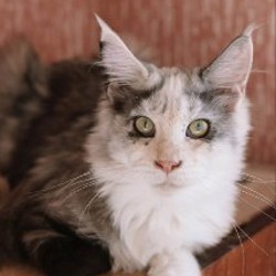 Котята Мейн-кун - фото 5