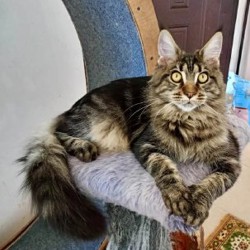 Котята Мейн-кун - фото 6