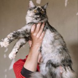 Котята Мейн-кун - фото 7