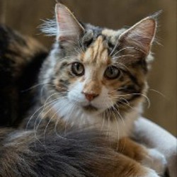 Котята Мейн-кун - фото 8