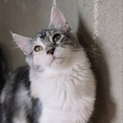 Котята Мейн-кун - фото 9