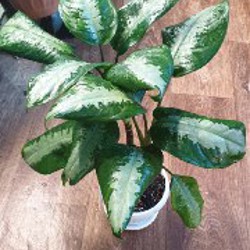 Аглаонема - фото 1