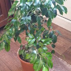 Аглаонема - фото 2