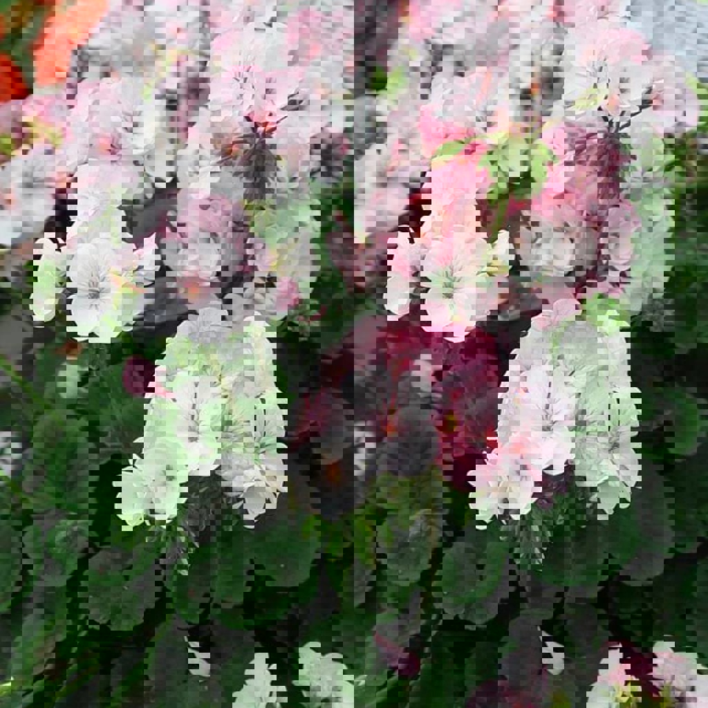Пеларгония 'Pinto premium F1 white to rose'