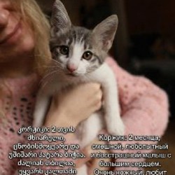 Котята - фото 2