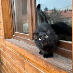 Котенок - фото 4