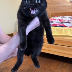 Котенок - фото 3