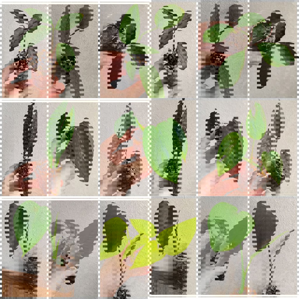 Комнатные растения