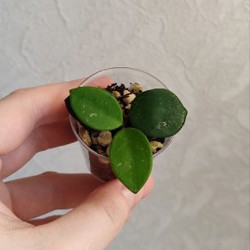 Комнатные растения - фото 2