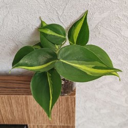 Комнатные растения - фото 4