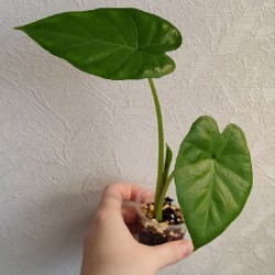 Комнатные растения - фото 5