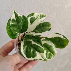 Комнатные растения - фото 6