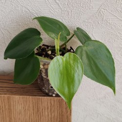 Комнатные растения - фото 7