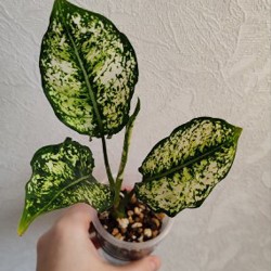 Комнатные растения - фото 8