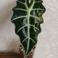 Комнатные растения - фото 2