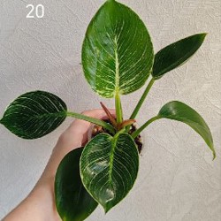 Комнатные растения - фото 3