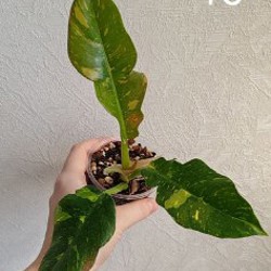 Комнатные растения - фото 4