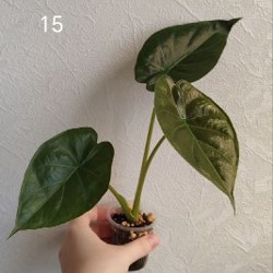 Комнатные растения - фото 6